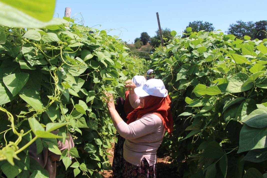 Fiyatı tarlada 60 liraya çıktı: Kılçıksız, parlak ve lezzetli olduğu için tercih ediliyor 3